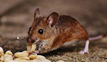 24 Hour & Emergency Exterminators in Franklin, TN